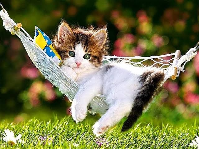 NEXGEN PET CARE promo